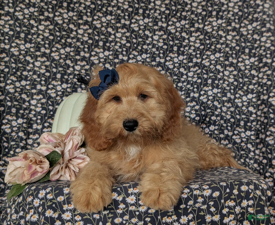 Cockapoo dogs for sale: Kayla - Ad 5
