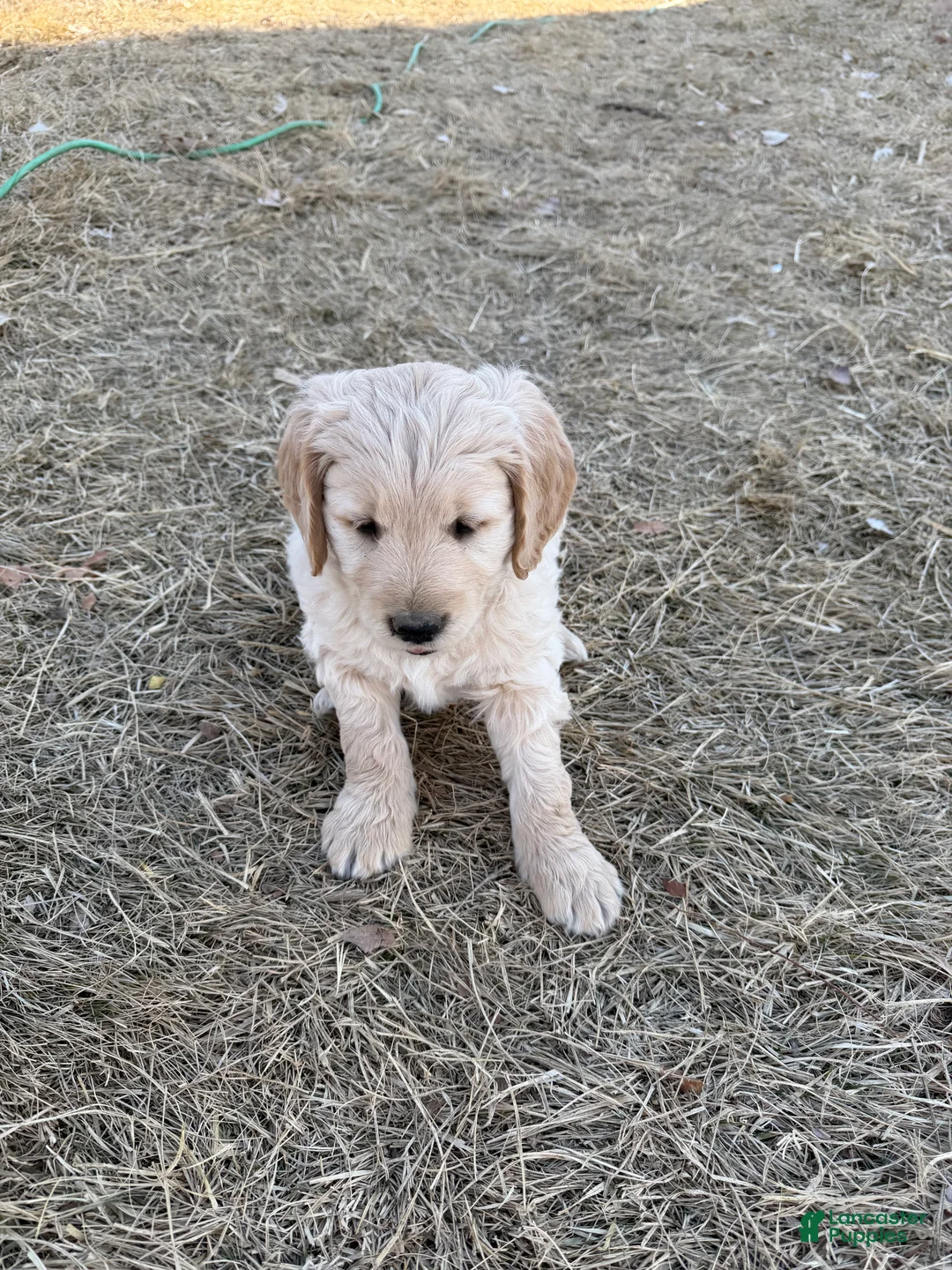 Goldendoodle dogs for sale: Precious  - Ad 4