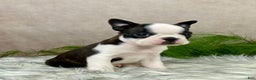 Boston Terrier dogs for sale: Mr. Ace - Ad 6