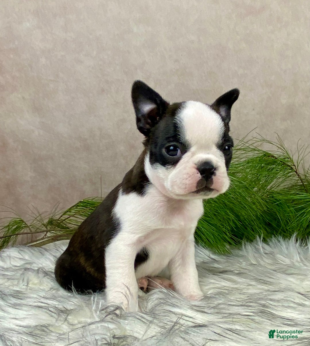 Boston Terrier dogs for sale: Mr. Ace - Ad 6
