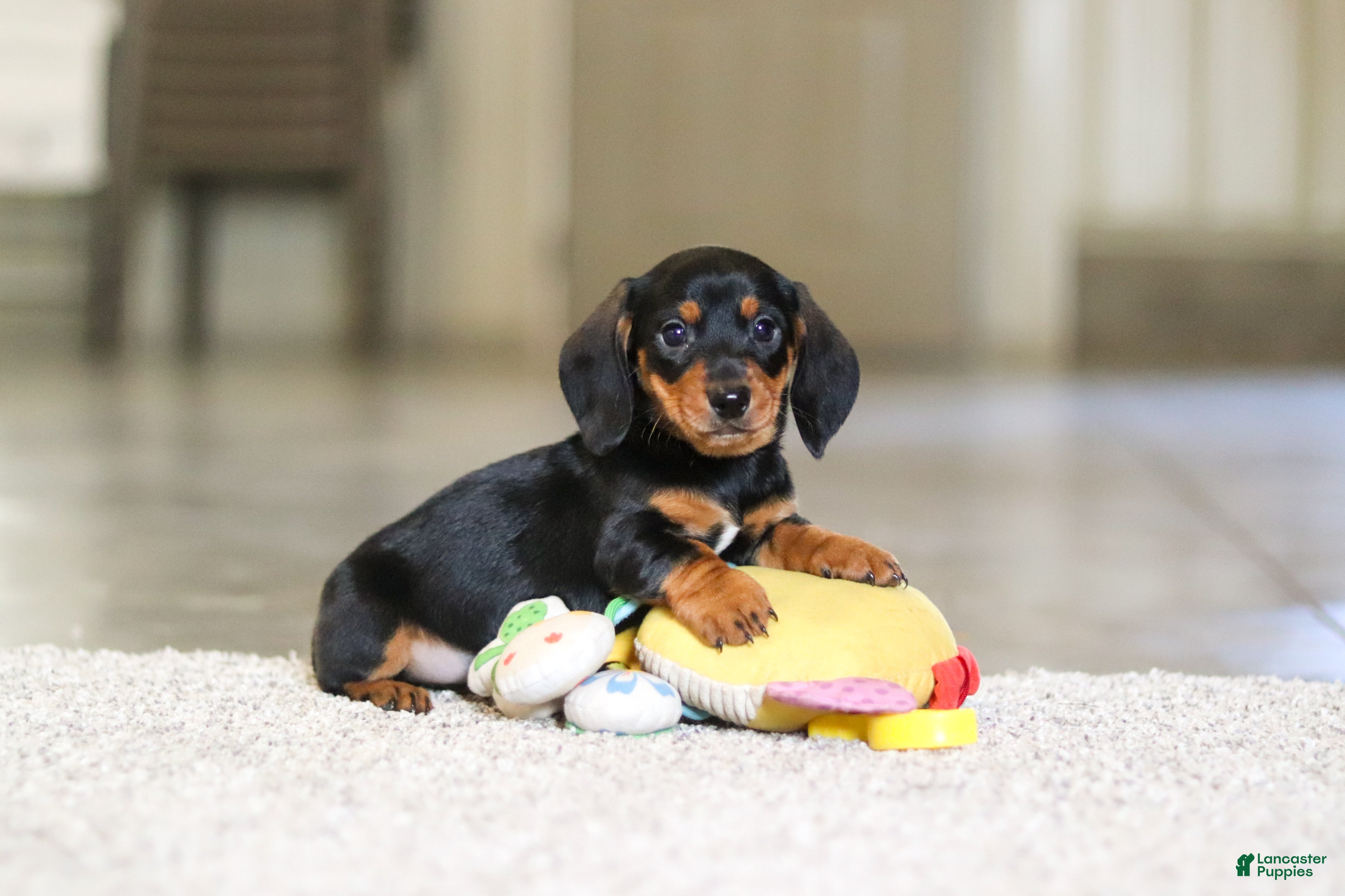 Miniature Dachshund dogs for sale: Charlie - Ad 1