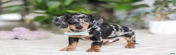 Miniature Dachshund dogs for sale: Kenzo - Ad 5