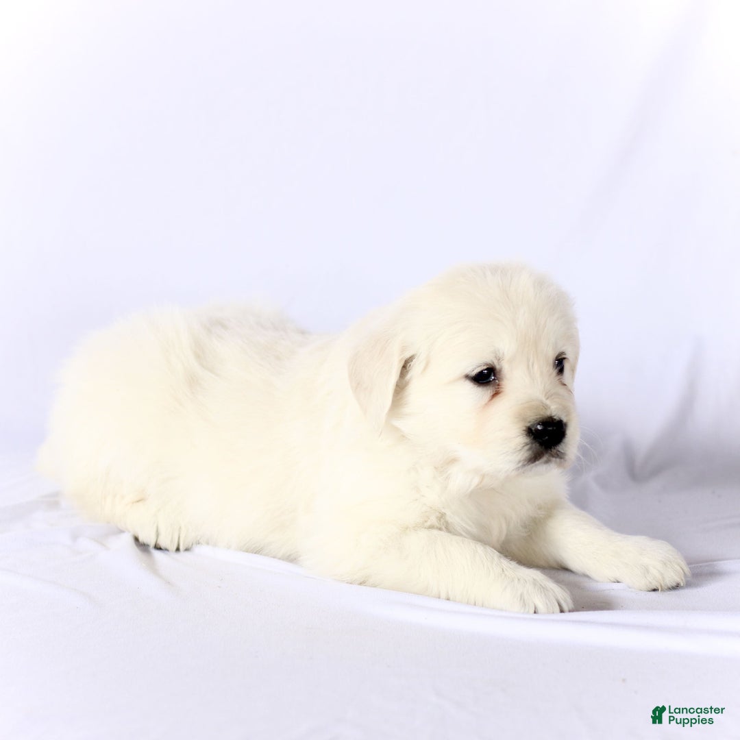 Golden Retriever dogs for sale: Sailor  - Ad 3