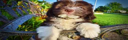 Havapoo dogs for sale: Emma - Ad 5