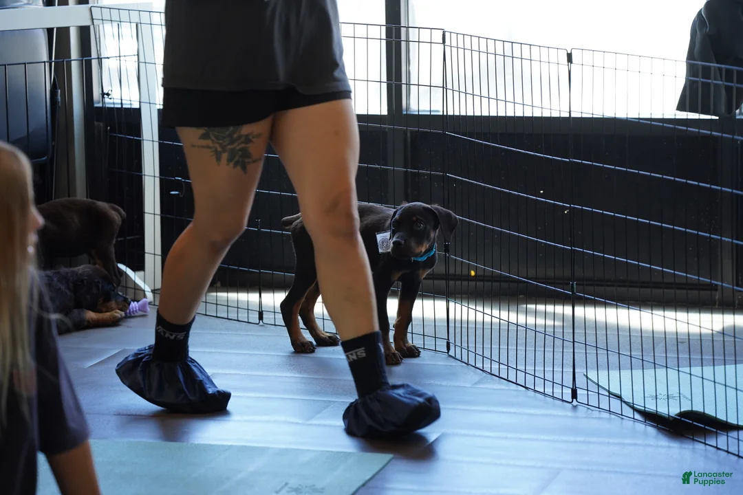 Rottweiler dogs for sale: Light Blue Collar - Ad 2