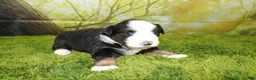 Miniature Australian Shepherd dogs for sale: Jubilee - Ad 3
