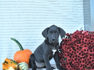 Great Dane dogs - Ad 7