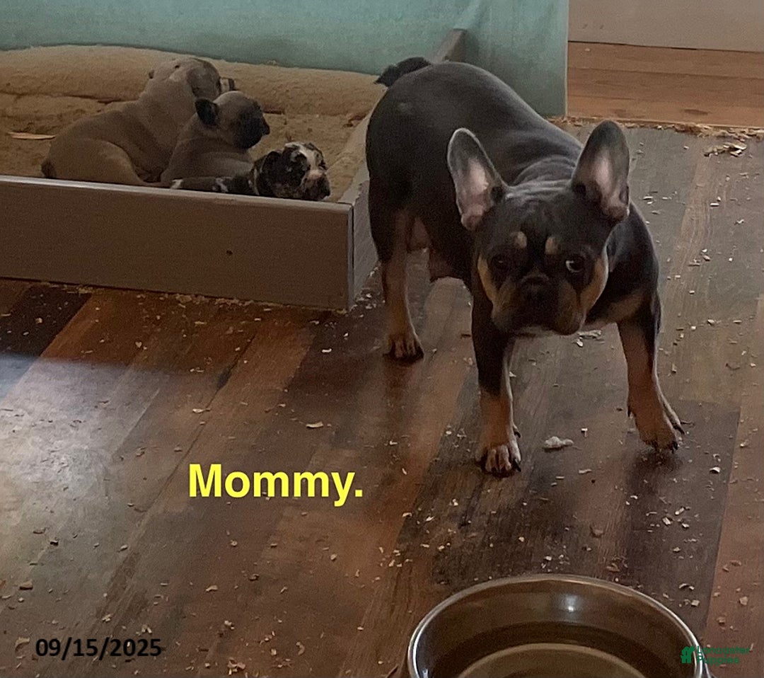 French Bulldog dogs for sale: Sarah May - Ad 3