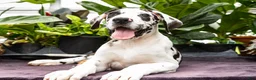 Great Dane dogs for sale: Chester - Ad 8