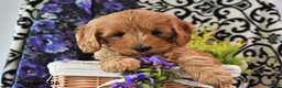 Cavapoo dogs for sale: Towzer - Ad 3