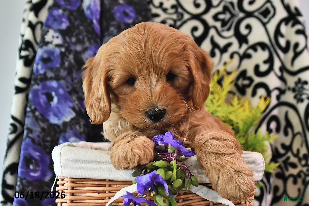 Cavapoo dogs for sale: Towzer - Ad 3