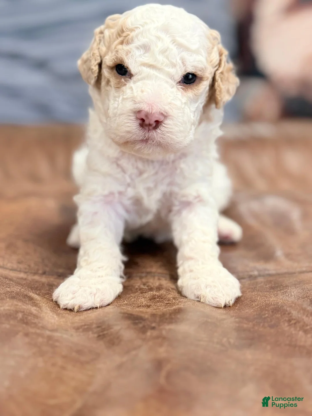 Lagotto Romagnolo dogs for sale: Yellow collar Female - Ad 2