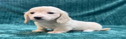Miniature Dachshund dogs for sale: Miniature Dachshund 1 - Ad 5