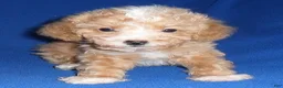Miniature Poodle dogs for sale: Peanut - Ad 6