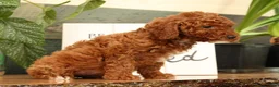 Miniature Poodle dogs for sale: Angie - Ad 3