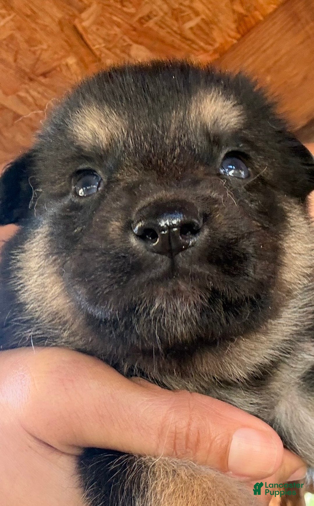 Gerberian Shepsky dogs for sale: Gerberian Shepsky Puppy 1 - Ad 31