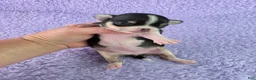 Chihuahua dogs for sale: AKC Masie  - Ad 5
