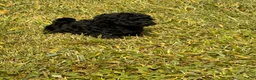 Toy Poodle dogs for sale: Toy Poodle 3 - Ad 3