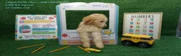 Miniature Labradoodle dogs for sale: LD B3 - Ad 1