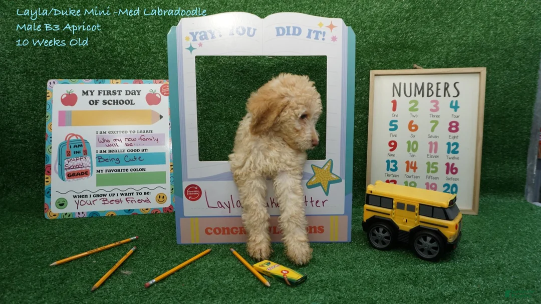 Miniature Labradoodle dogs for sale: LD B3 - Ad 1