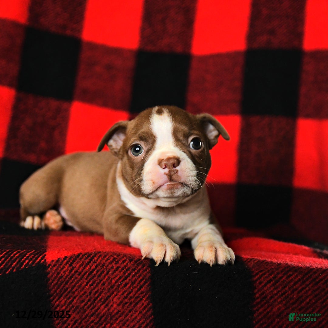 Boston Terrier dogs for sale: Lilac - Ad 3