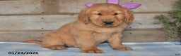 Golden Retriever dogs for sale: Buddy - Ad 5