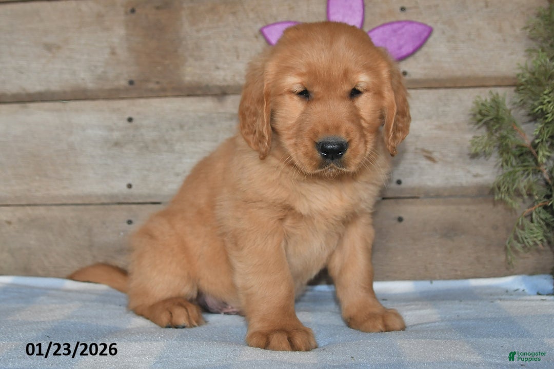 Golden Retriever dogs for sale: Buddy - Ad 5