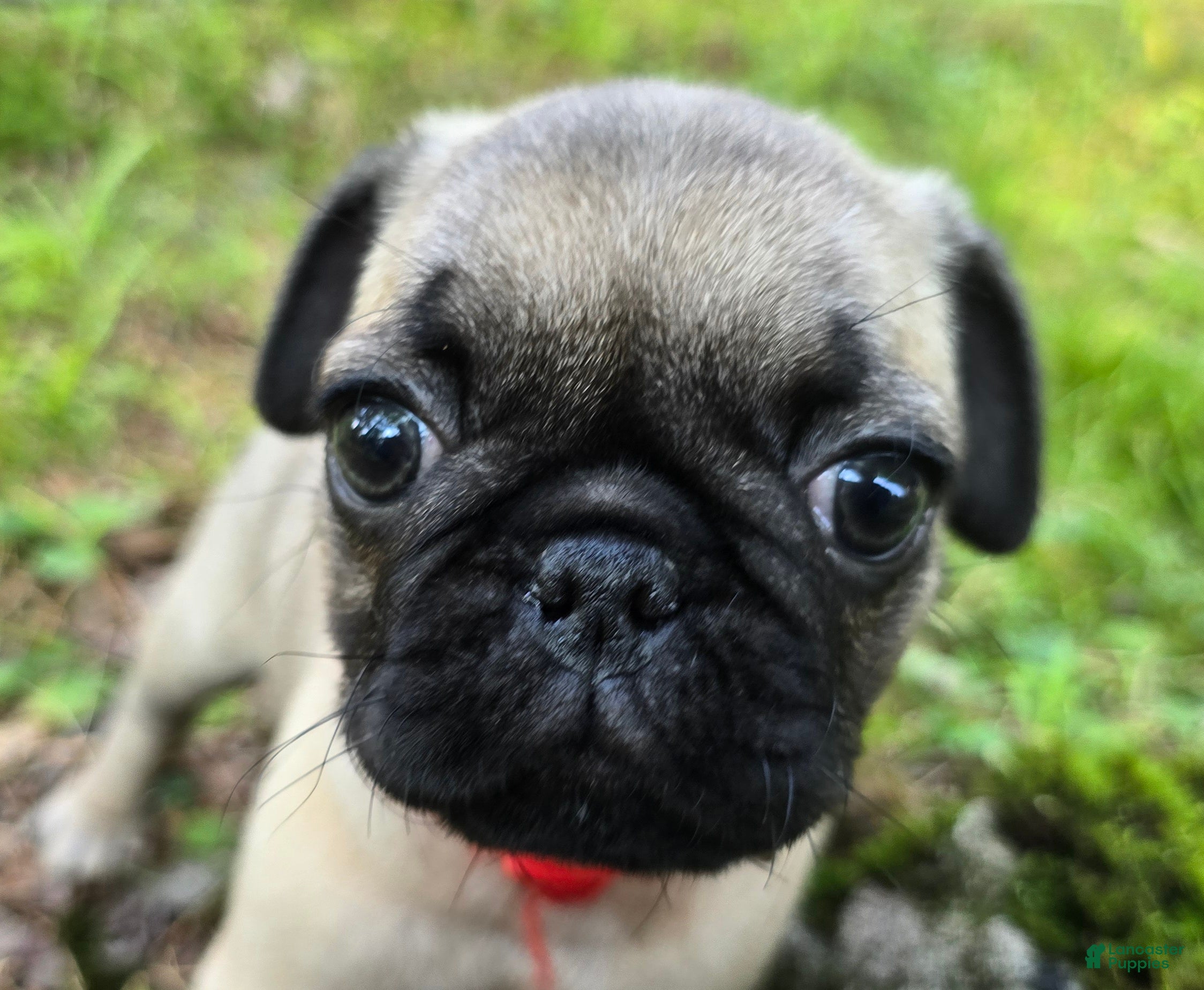Pug dogs Bo - Ad 2