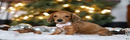 Miniature Dachshund dogs for sale: Willow - Ad 3