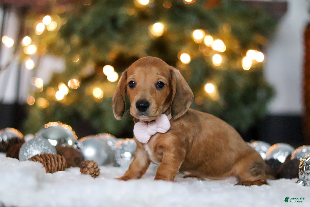 Miniature Dachshund dogs for sale: Willow - Ad 3