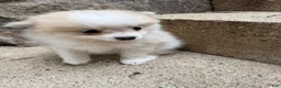 Pomeranian dogs for sale: Rachelle - Ad 11