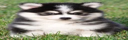 Pomsky dogs for sale: Polly - Ad 1