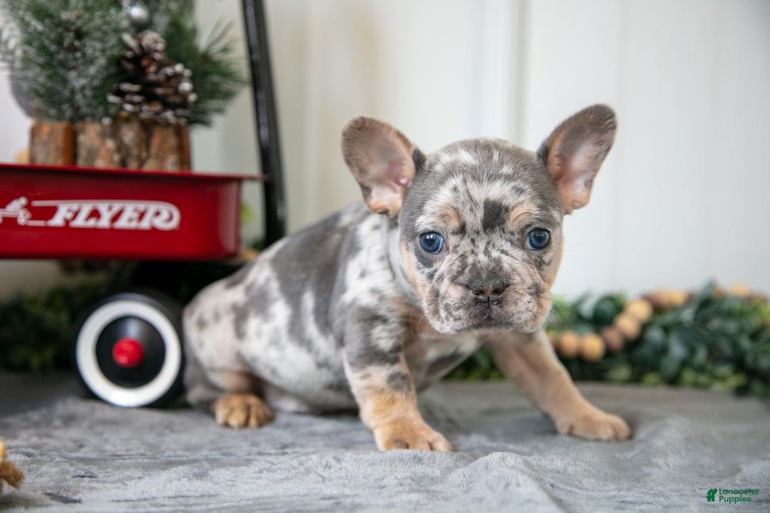 Mixed Breed dogs for sale: Max - Ad 2