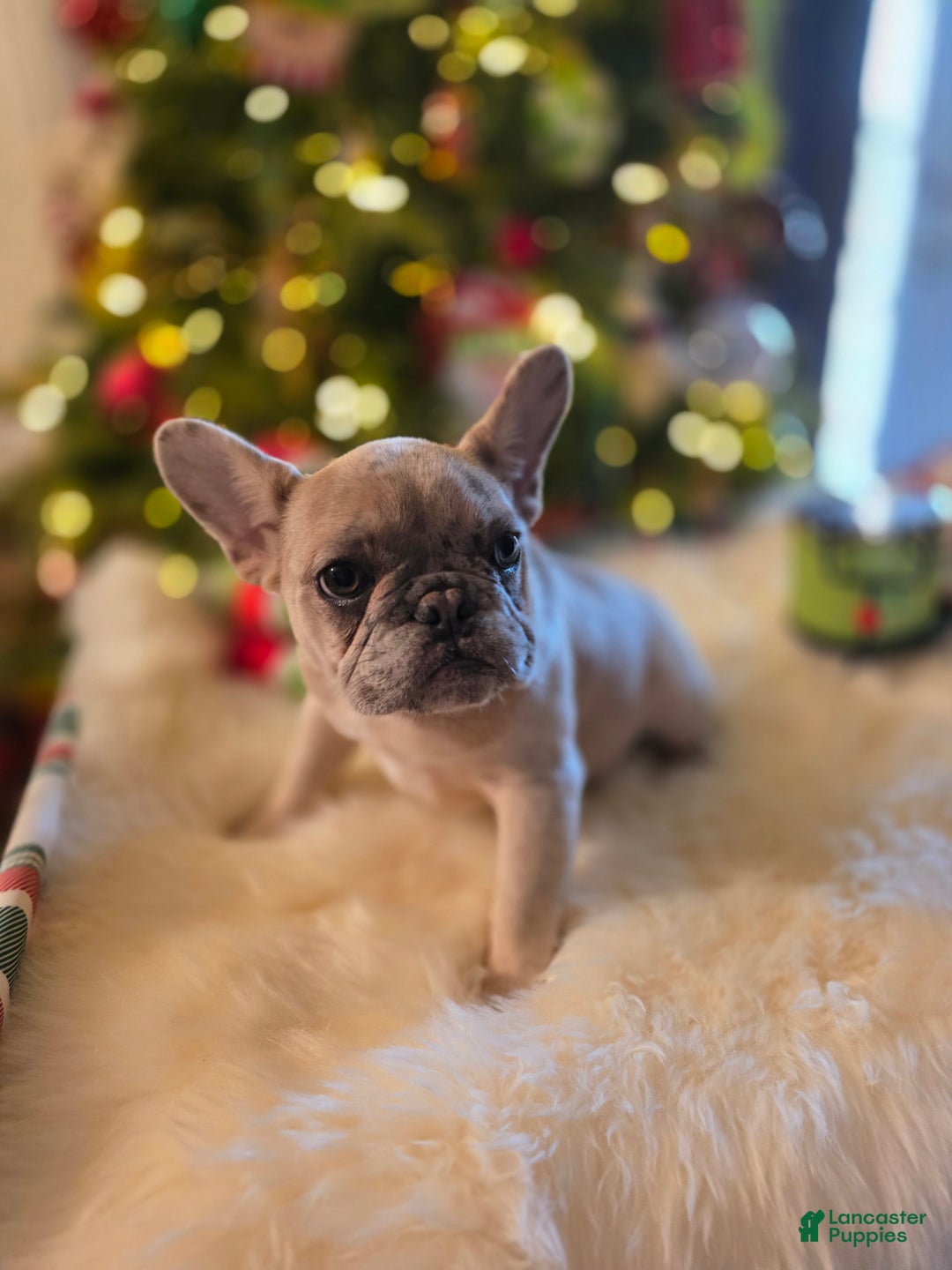 French Bulldog dogs for sale: French Bulldog chanel - Ad 4
