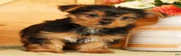 Yorkshire Terrier dogs for sale: Sammy - Ad 3