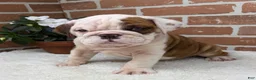 English Bulldog dogs for sale: Patrick - Ad 1