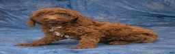 Miniature Poodle dogs for sale: Ruger - Ad 6