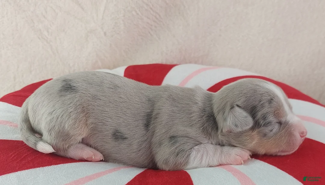 Chihuahua dogs for sale: Pixel - Ad 12