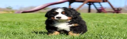 Bernese Mountain Dog dogs for sale: Crooked Jim - Ad 6