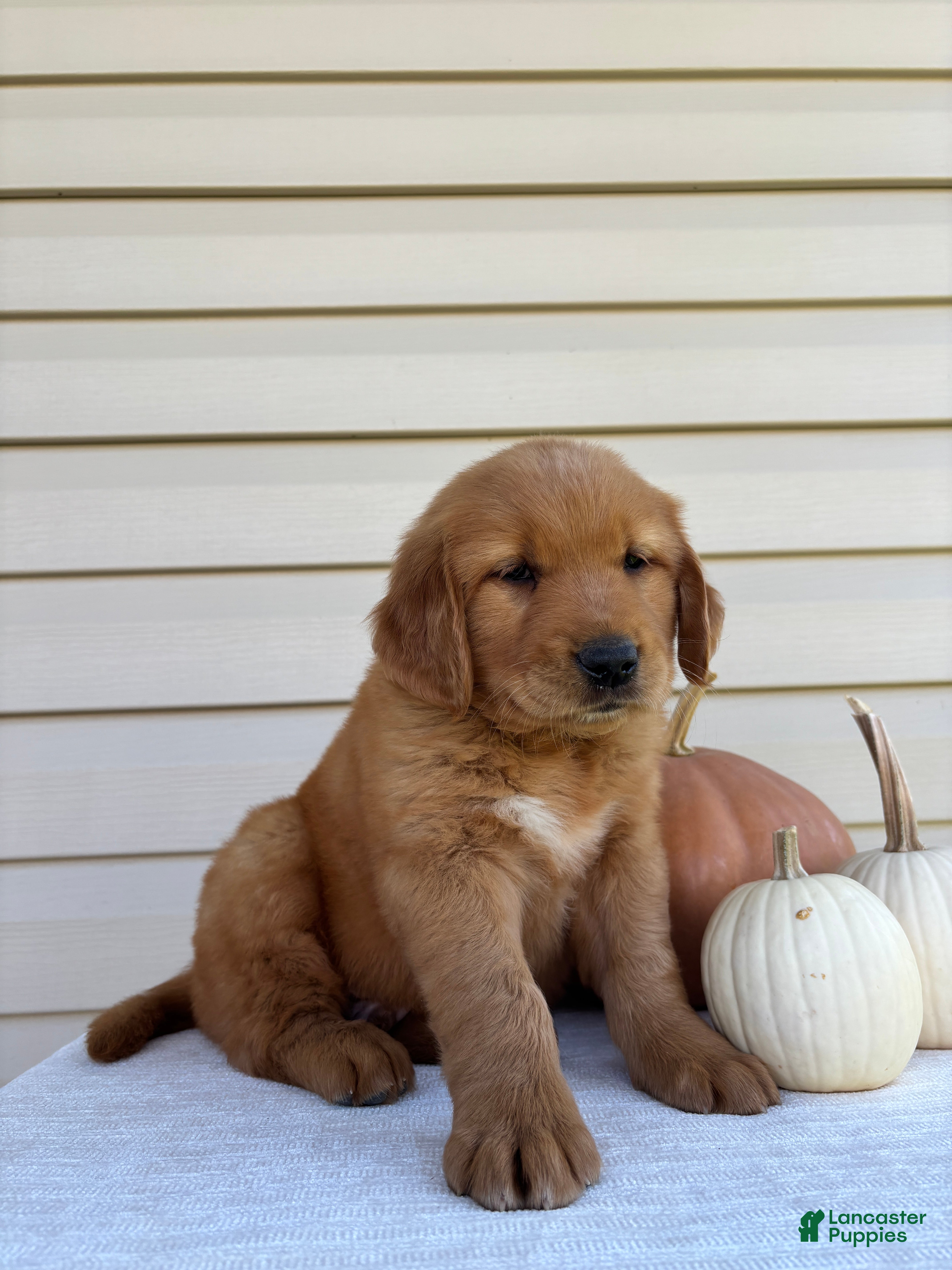 Rugor (Golden Retriever, Male) in Baltic, OH