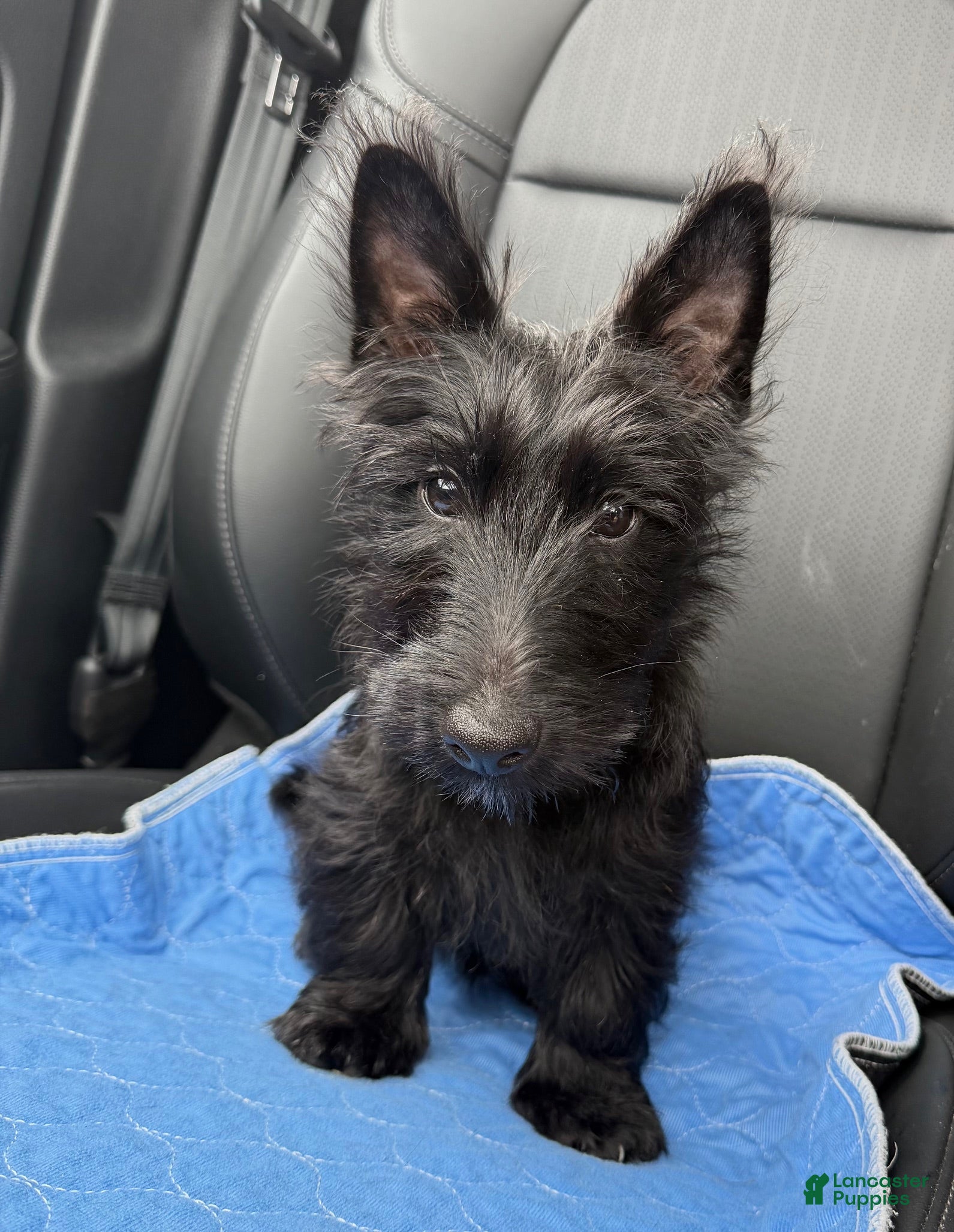 Scottish Terrier dogs Scottish Terrier Puppy 2 - Ad 2
