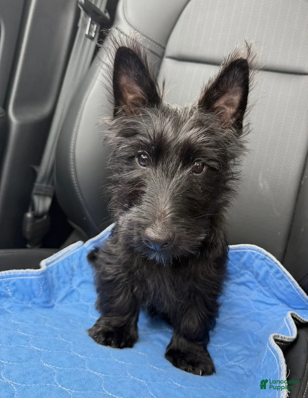 Scottish Terrier dogs for sale: Scottish Terrier Puppy 2 - Ad 2