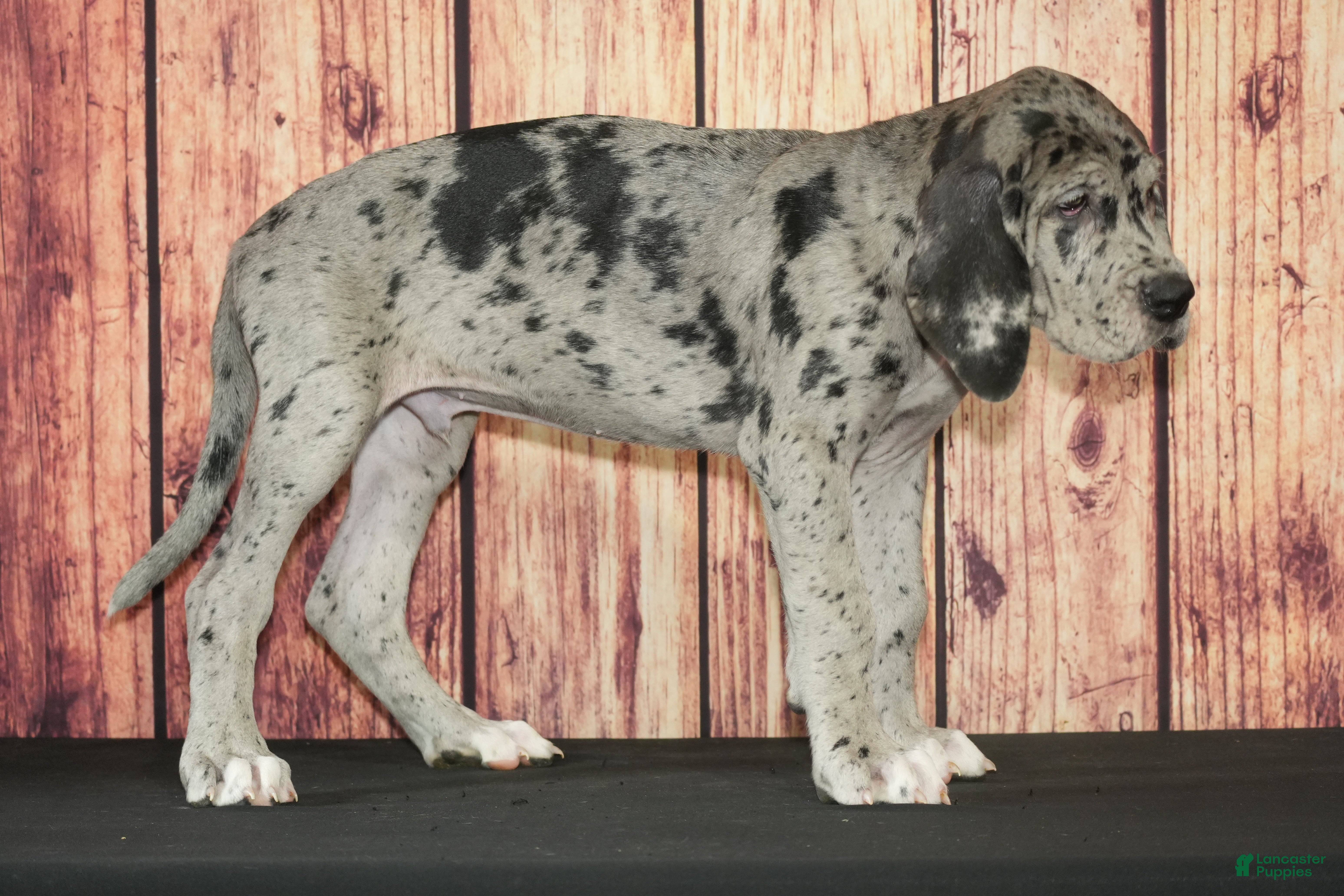 Great Dane dogs Sammy - Ad 26