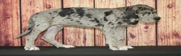 Great Dane dogs for sale: Sammy - Ad 1