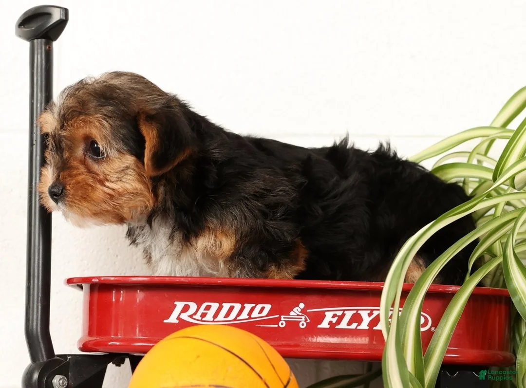 Yorkshire Terrier dogs for sale: Kato - Ad 17