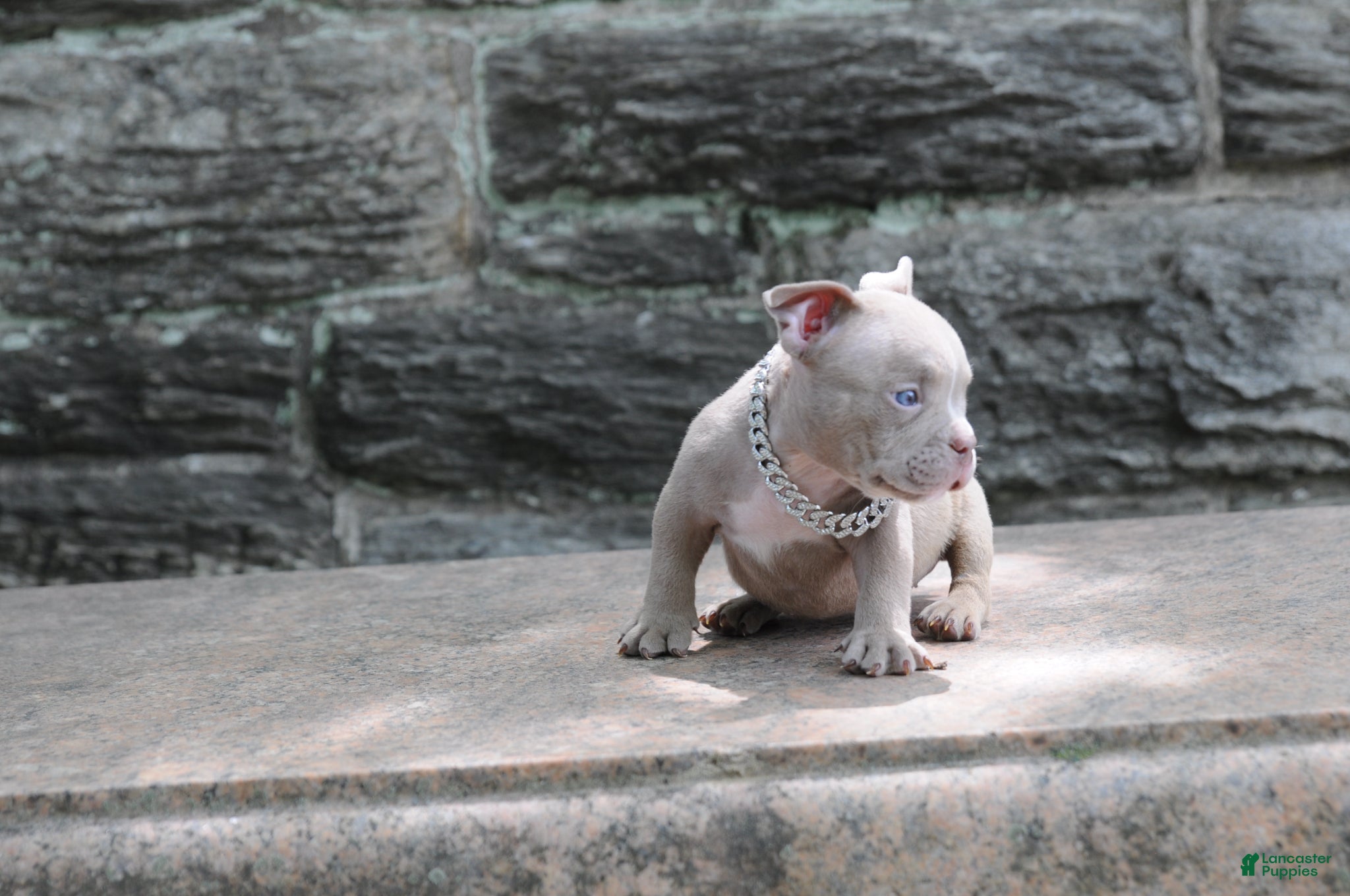 American Bully dogs for sale: American Bully Puppy 1 - Ad 2