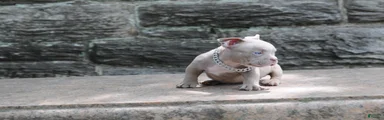 American Bully Puppy 1
