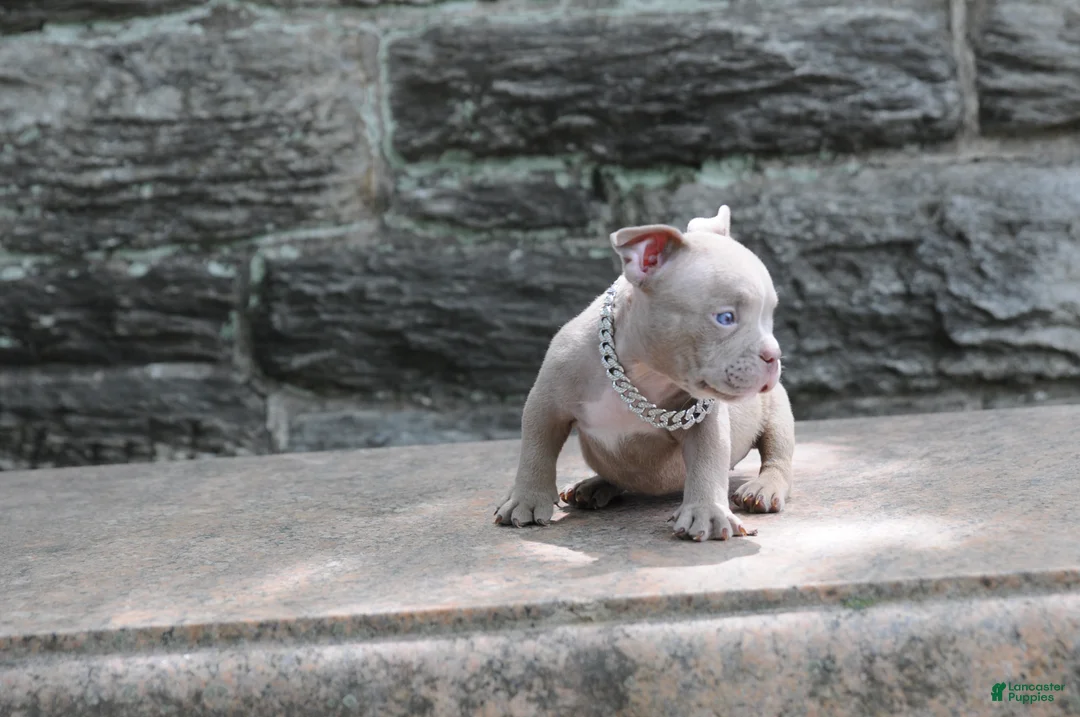 American Bully dogs for sale: American Bully Puppy 1 - Ad 1