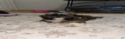Shih Tzu dogs for sale: Shih Tzu 6 - Ad 5