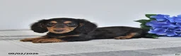 Miniature Dachshund dogs for sale: Felix - Ad 3